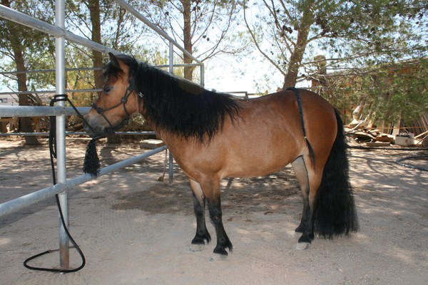 Short Tail