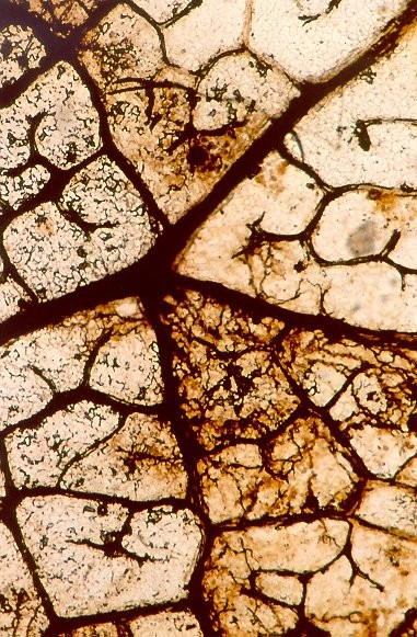 Leaf Up Close