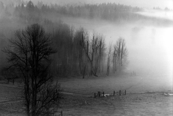Pasture at Dawn