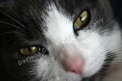 Daisey