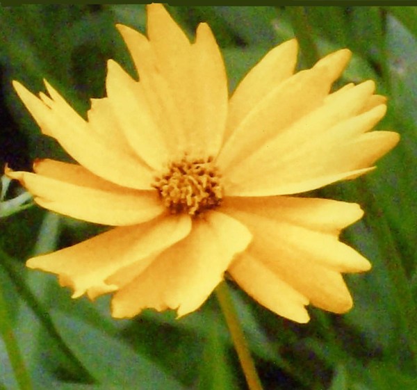 Yellow Flower