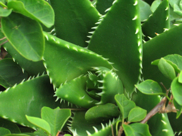 Fat plant