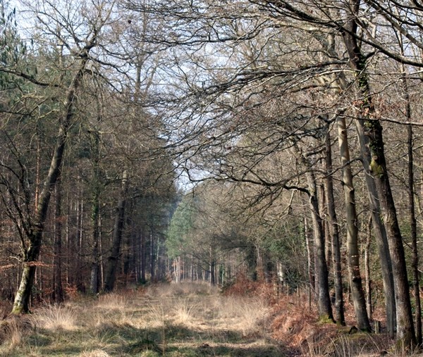 Busketts Inclosure