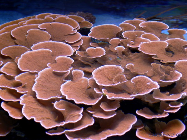 Coral