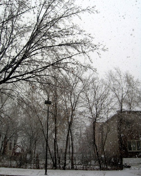 The First Snow