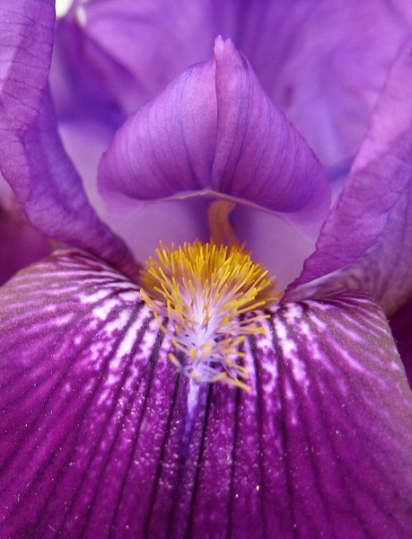 Eye of the Iris