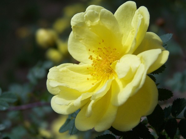 yellow rose