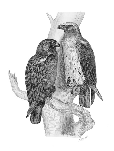 Hawks