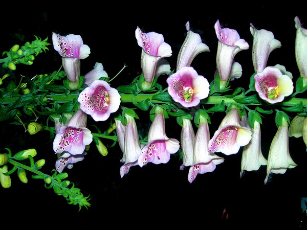 White Fox gloves