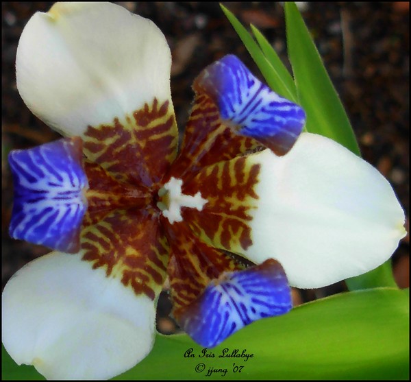 An Iris Lullabye