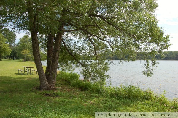 Picnic Table by Lake Tree