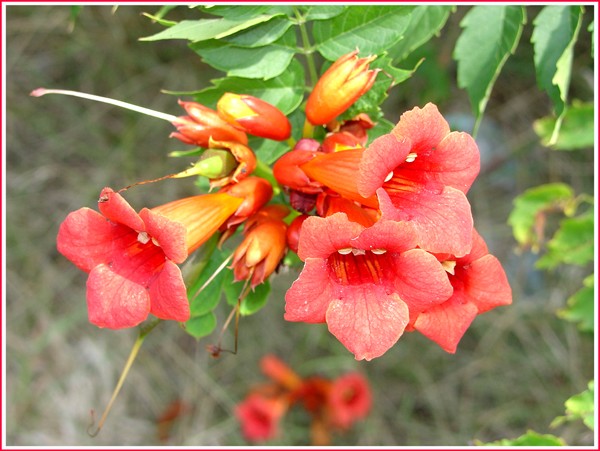 Redneck Flowers
