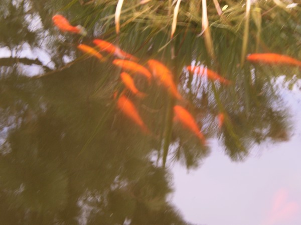 Imogen Gardens 2