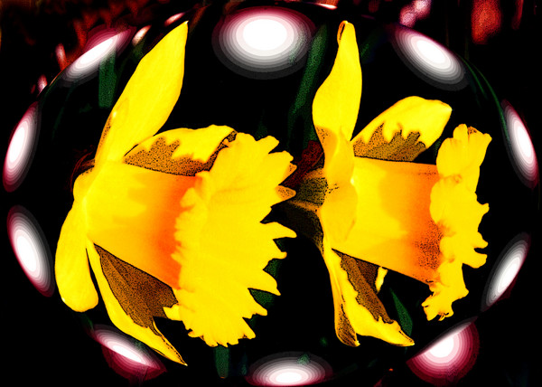 DAFFODIL SPIRITS