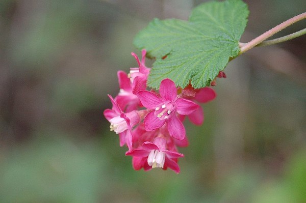 pink beauty