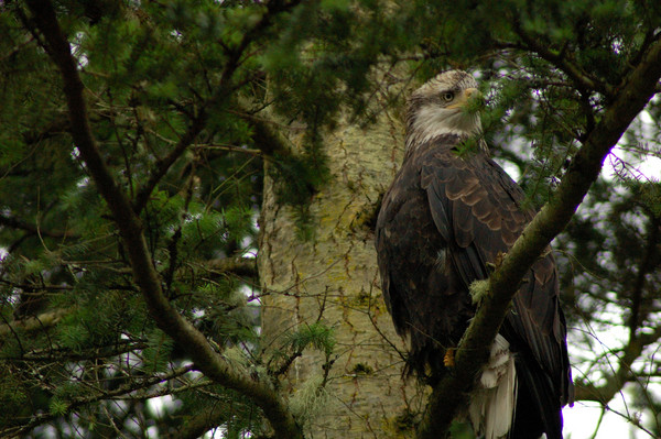 Eagle 1.2