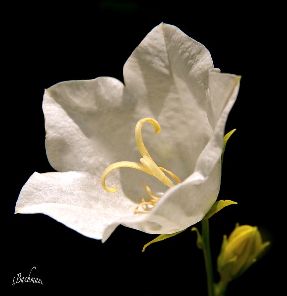 A white flower for a wedding !