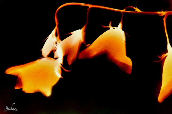 Photogram flowers !