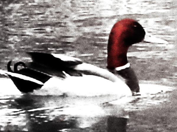 Toned Duck 
