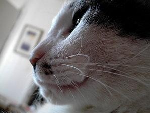 Oliver the Cat
