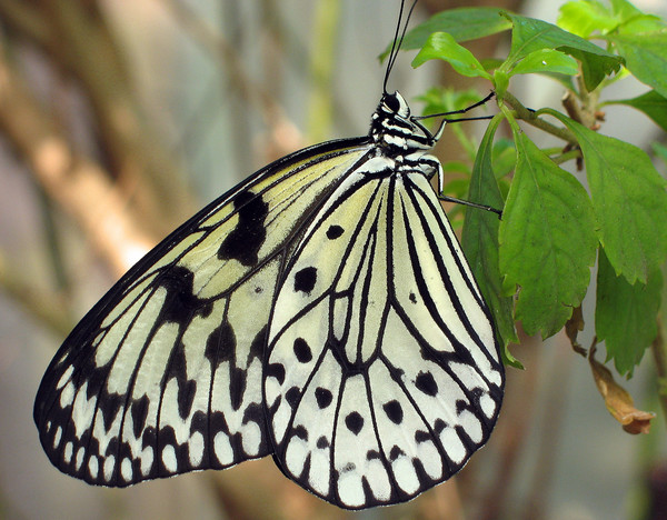 Rice Paper Butterfly 