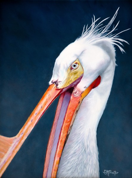White Pelican