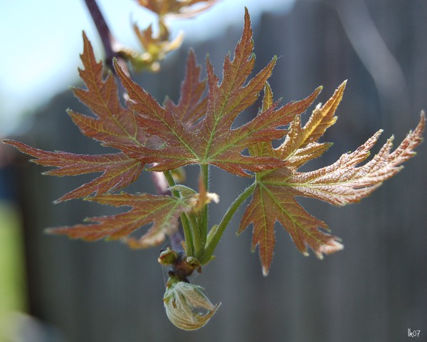 MAPLE LEAVES - 3287