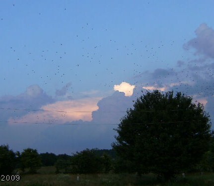 Summer Storm