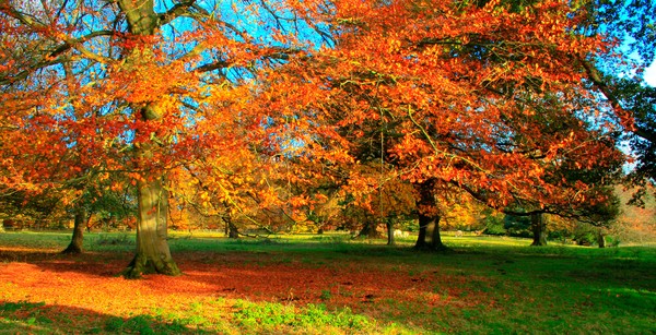 Autumnal Scene