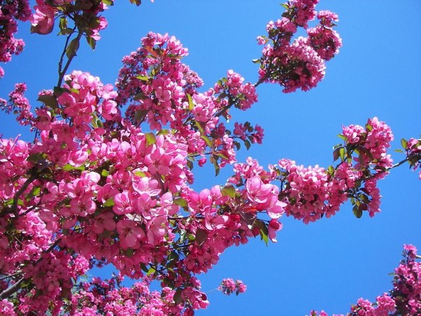 Pink Blossoms