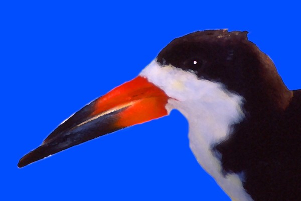 black skimmer