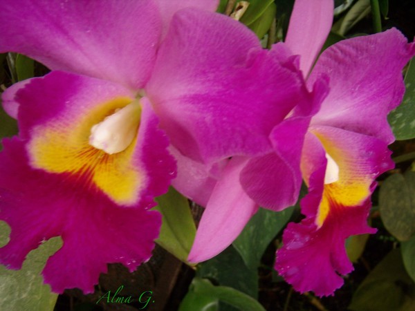 The Cattleya