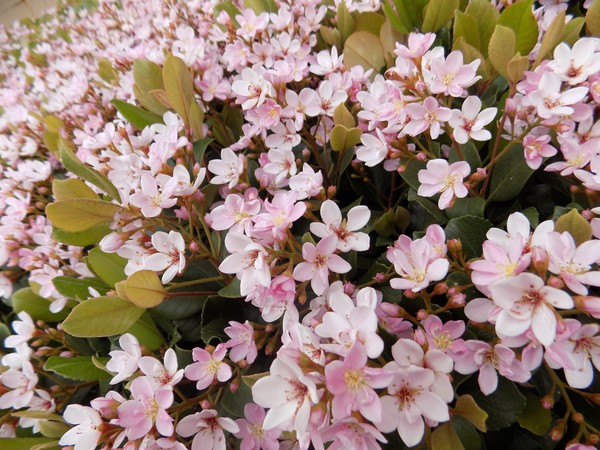 Pink hedges
