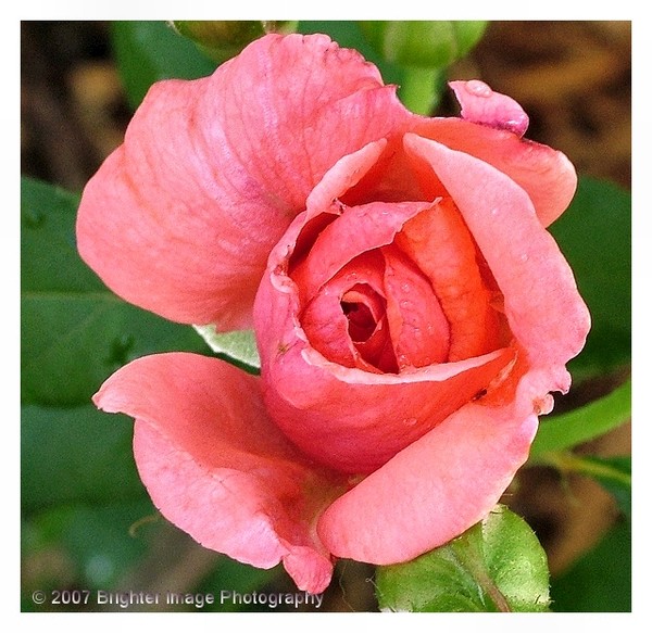 A Rose IS A Rose 
