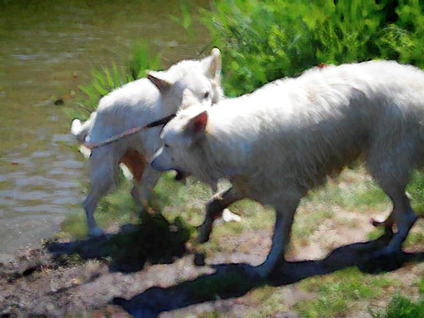 Playing Dogs