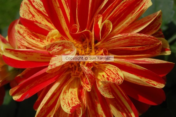 Dazzling Dahlia