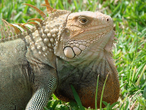 Lizard Head