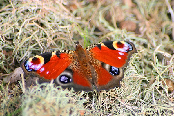 Butterfly