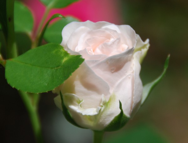 Another Rose