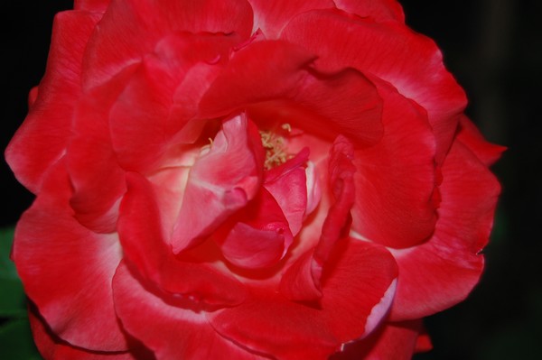 Red Rose