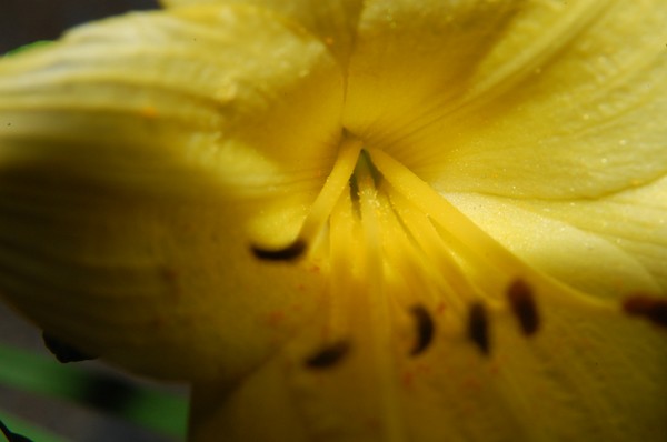 Yellow flower