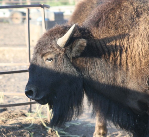 Buffalo