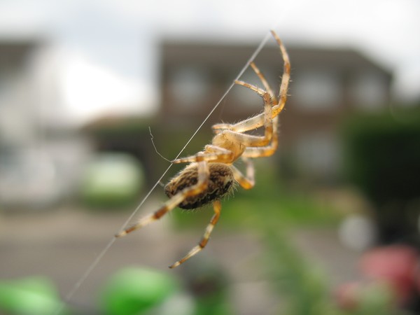Hanging by a thread