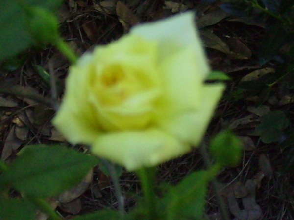 yellow rose