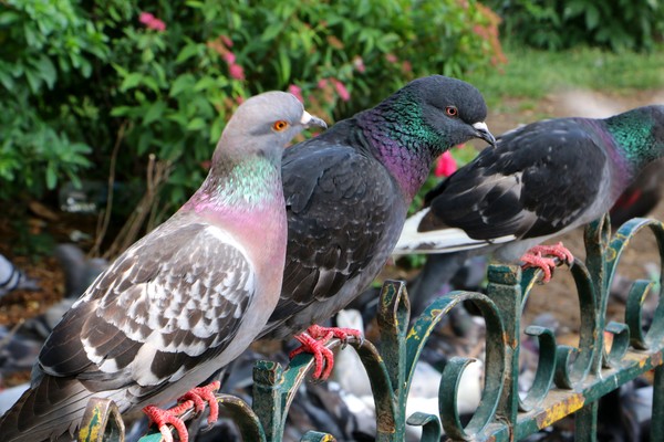 Pigeons In Paris-1671