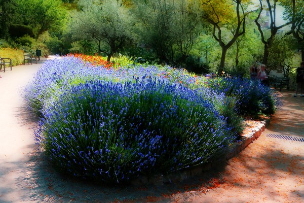 Park Guell Flower Bed-0874