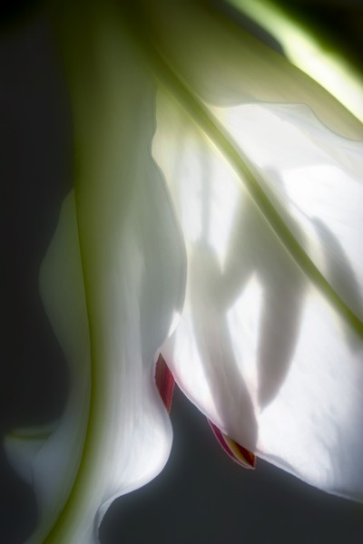 Just a Peek