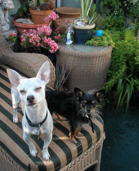 Bailey and Buddy 3