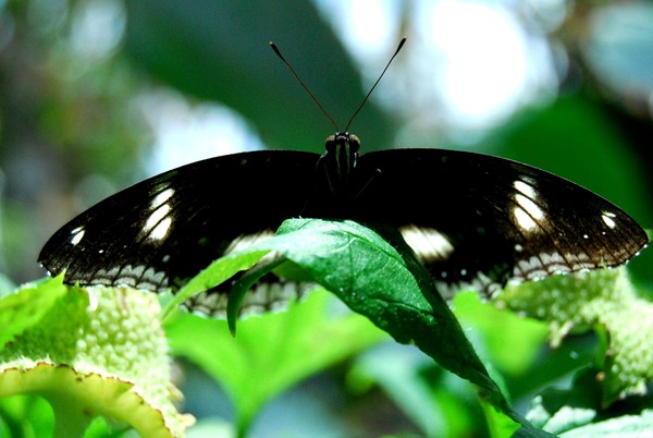 Blk Butterfly