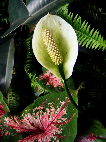 Peace_Lily_2